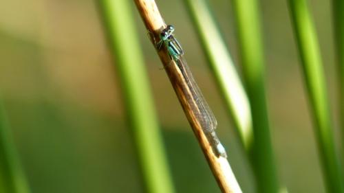 Ischnura pumilio